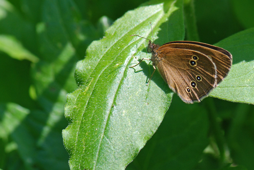 Aphantopus hyperantus del Vicentino